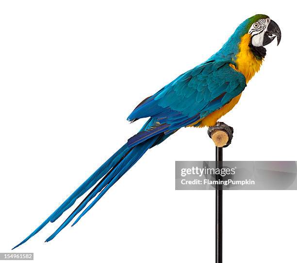 blue and glod macaw parrot - close-up. - tropical bird white background stock pictures, royalty-free photos & images