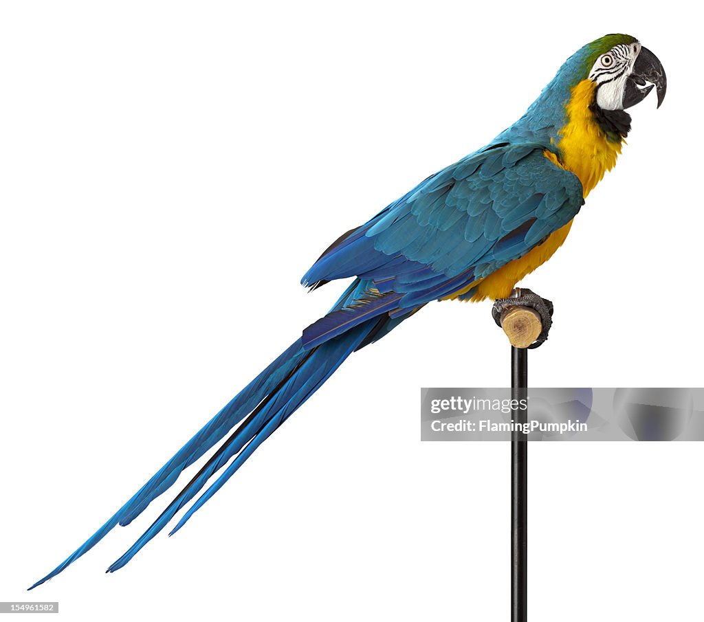 Blue and Glod Macaw Parrot - Close-up.