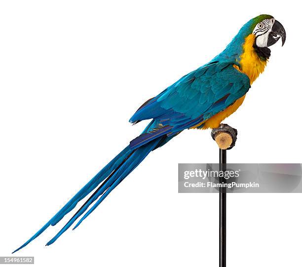 blue and glod macaw parrot - close-up. - parrot bildbanksfoton och bilder