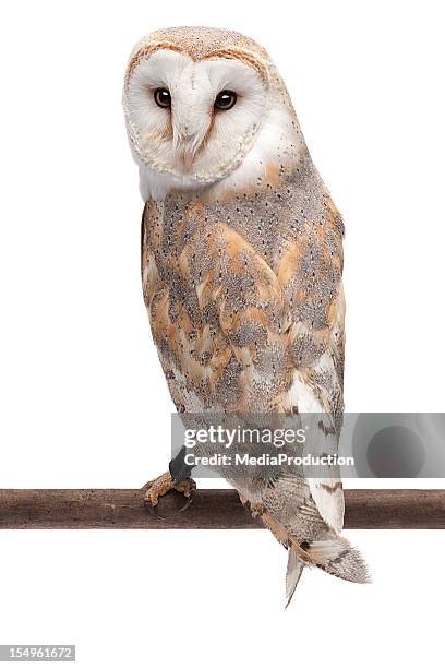 lechuza blanca - barn owl fotografías e imágenes de stock