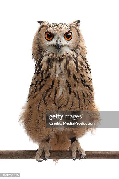 african eagle owl - owl stockfoto's en -beelden