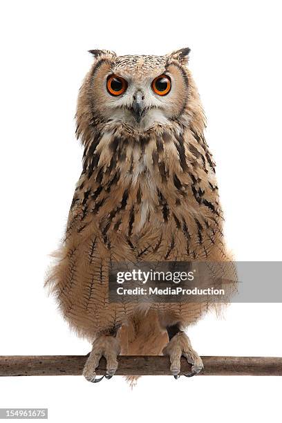 african eagle owl - strix stock pictures, royalty-free photos & images