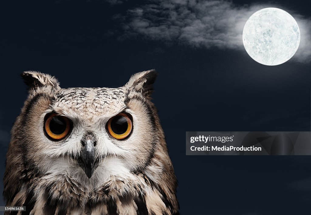 Afrikanischer Eagle Owl