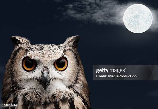 gufo reale africano - owl foto e immagini stock