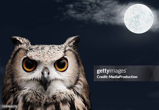 african eagle owl - uil stockfoto's en -beelden