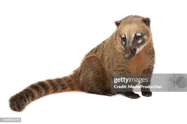 quati mundi - coati imagens e fotografias de stock