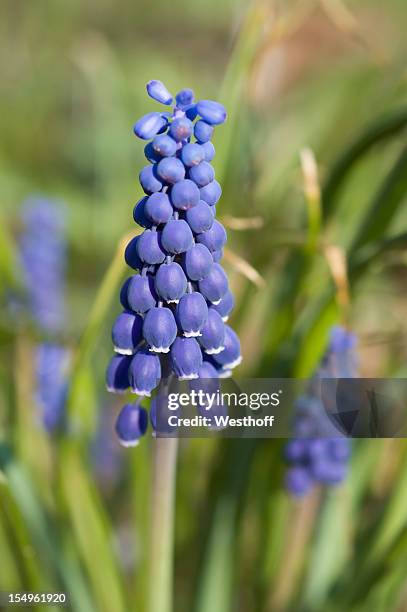 grape hyacinths - muscari botryoides stock pictures, royalty-free photos & images
