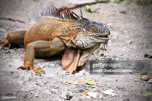 verde, iguanas en costa rica - cerda-pelo-de-animal fotografías e imágenes de stock