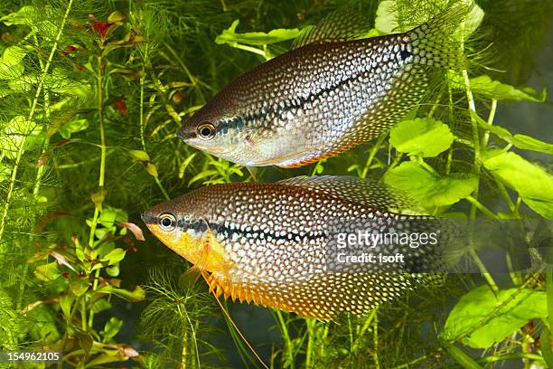 trichogaster trichopterus pearl. - apistogramma stock pictures, royalty-free photos & images