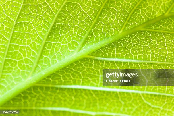 green leaf in sunshine - grooved stock pictures, royalty-free photos & images