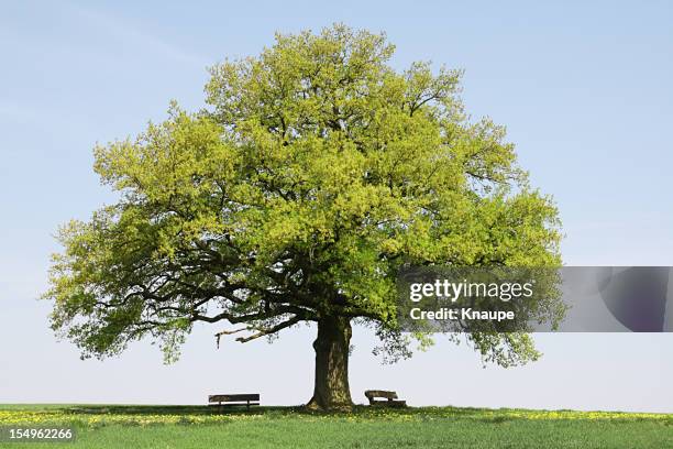 single old oak tree with benches on meadow in spring - oaks day 個照片及圖片檔