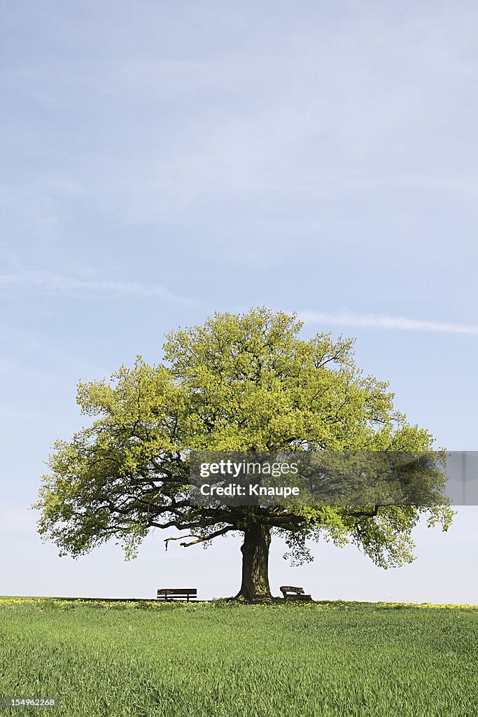 Single old  oak tree with benches behind young wheat field