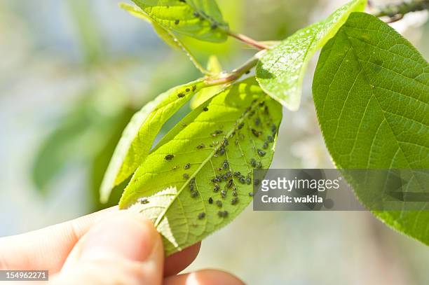 aphids - lice pest infestation - insect stockfoto's en -beelden