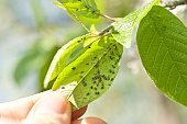 aphids - lice pest infestation
