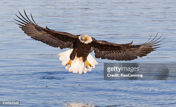 bald eagle flying - talon stock pictures, royalty-free photos & images
