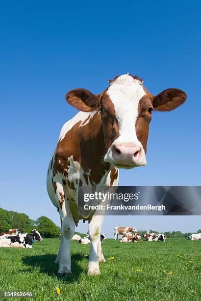 curious cow standing in a meadow - spotted cow stock pictures, royalty-free photos & images