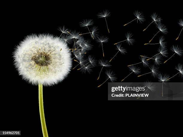 dandelion - paardenbloem stockfoto's en -beelden