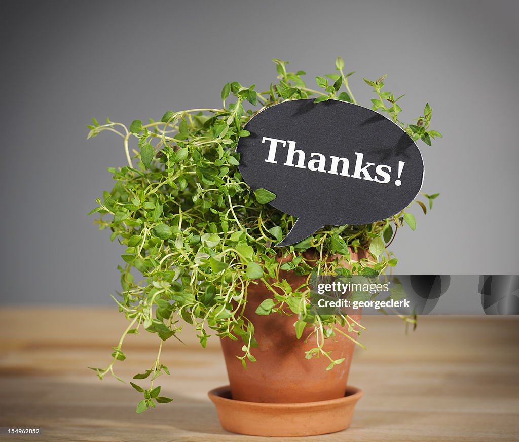 É Tomilho dizer Obrigado