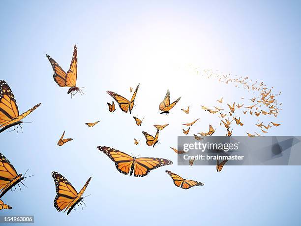 volare butterflys - farfalla foto e immagini stock