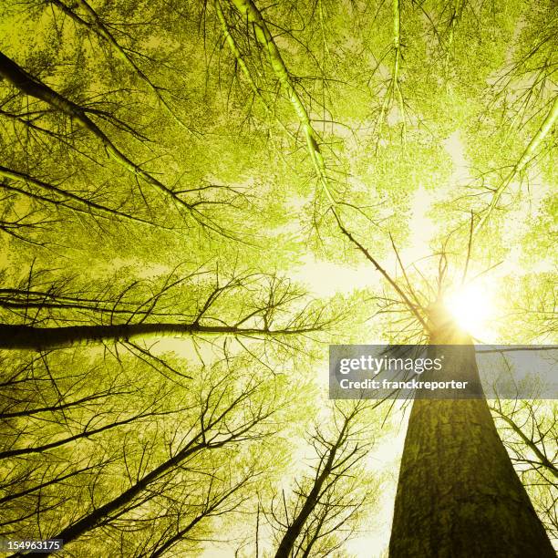 surrounded by tall trees, low angle shot - spring season - boomlaag stockfoto's en -beelden