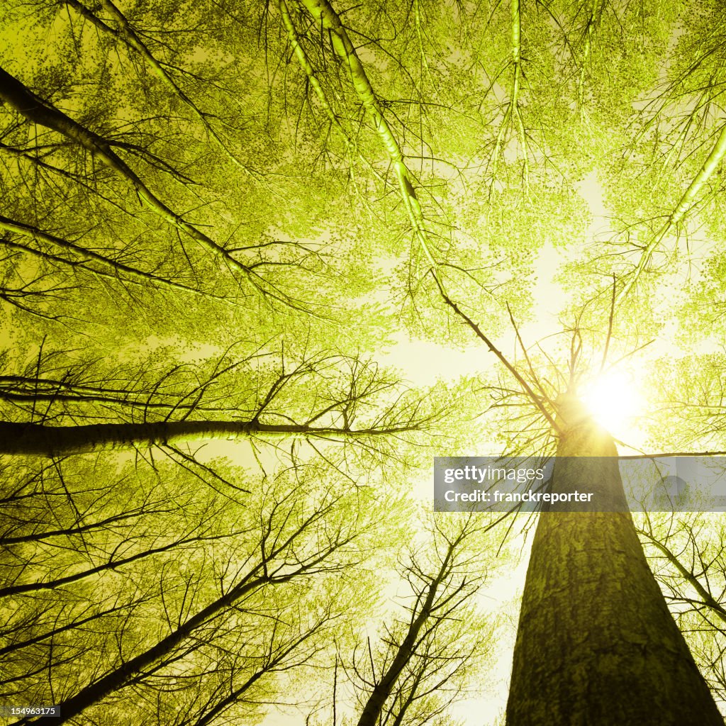 Surrounded by Tall Trees, low angle shot - Spring season