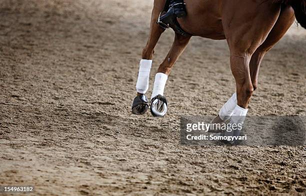 a chestnut horse in a sandy arena - dressage stockfoto's en -beelden