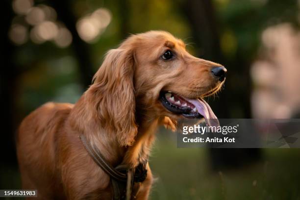 portrait of an english cocker spaniel - perro de aguas fotografías e imágenes de stock