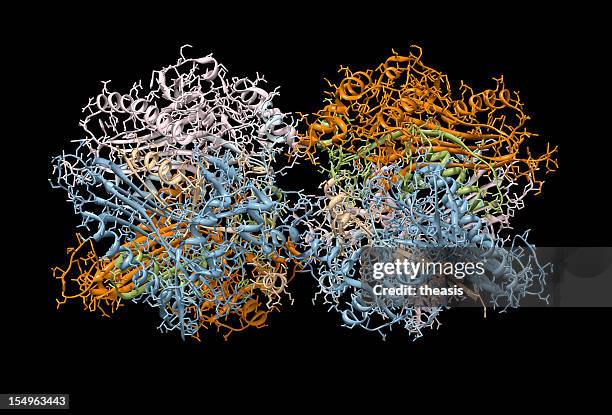 model of immunoglobin - an antibody - antibody stockfoto's en -beelden