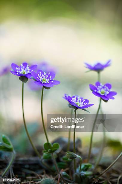 hepatica nobilis - blåsippssläktet bildbanksfoton och bilder