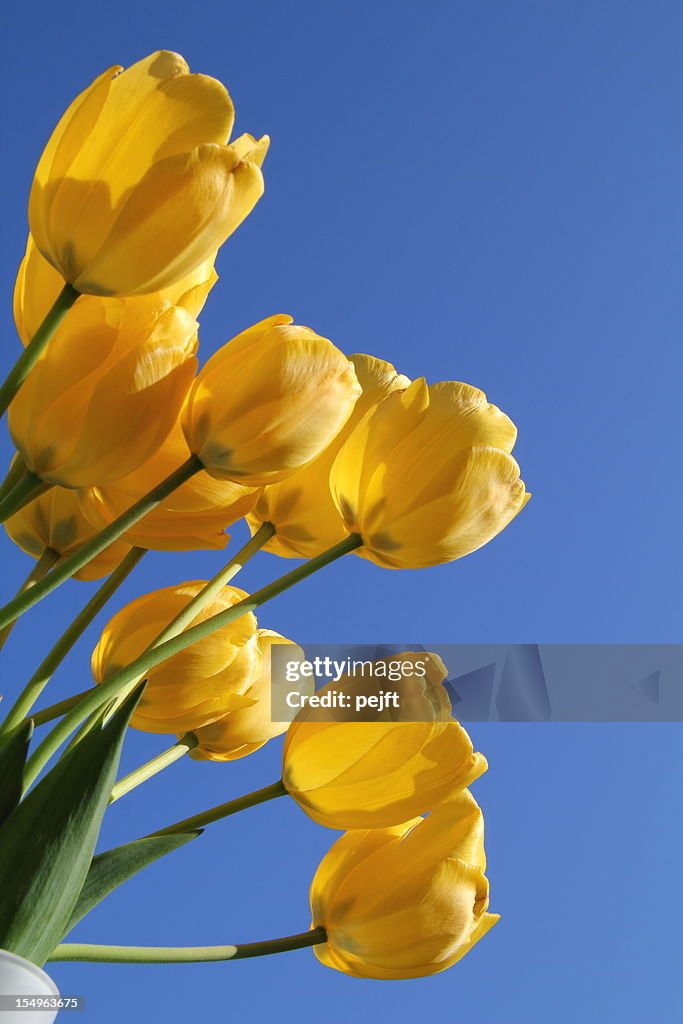 Yellow tulips on blue sky