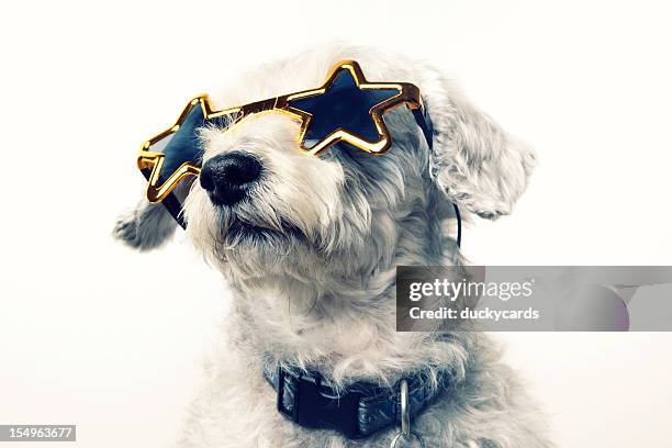 superstar celebrity dog - vip stockfoto's en -beelden