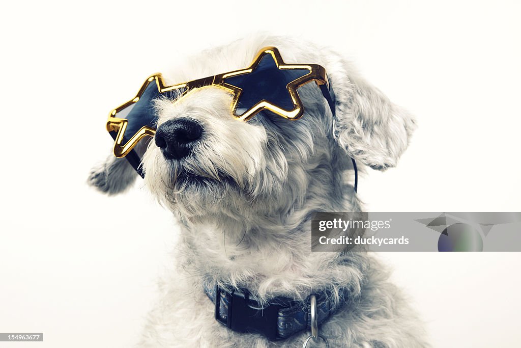 Superstar Celebrity Dog