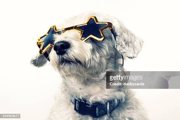 superstar celebrity dog - celebrities stock pictures, royalty-free photos & images