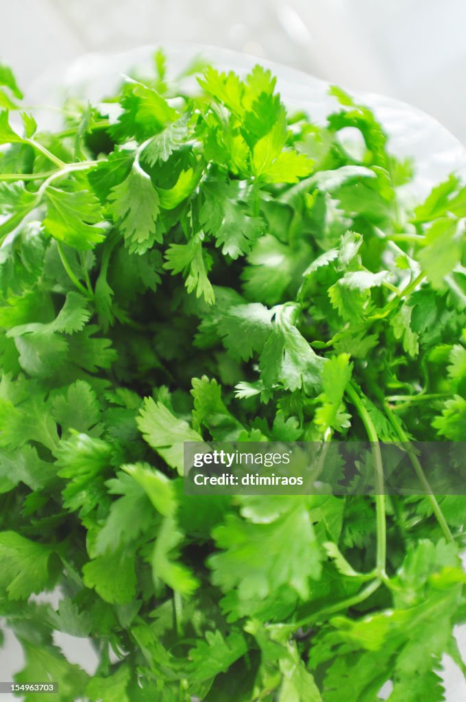 Cilantro leaves up close