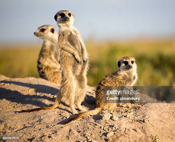 kalahari meerkats - erdmännchen stock-fotos und bilder