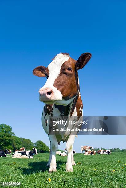 cow standing - spotted cow stock pictures, royalty-free photos & images