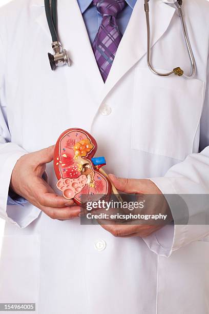 médico con los riñones - organe de reproduction masculin fotografías e imágenes de stock