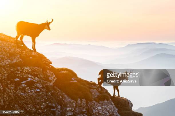 chamois descending rocky cliffs - steenbok geit stockfoto's en -beelden