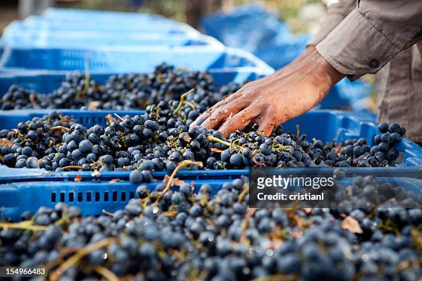 colheita de uvas - zinfandel grape - fotografias e filmes do acervo