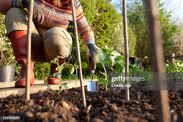 plantando beans en jardín de vegetales - sembrar fotografías e imágenes de stock