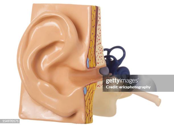 Ears Bioactive 1,111 Human Ear Anatomy Stock Photos, High-Res Pictures, and Images ...