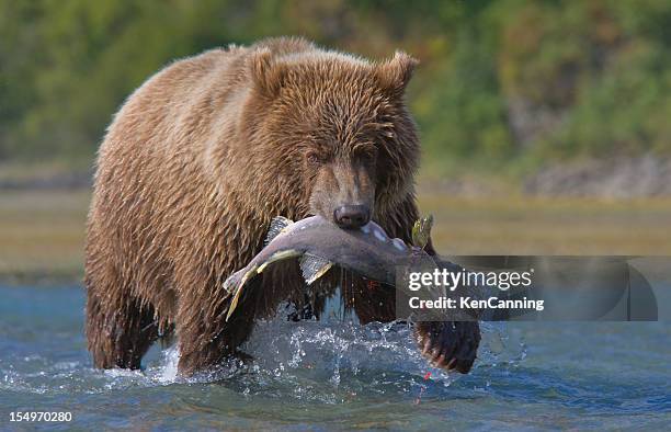 bear and salmon - blue bear stock pictures, royalty-free photos & images