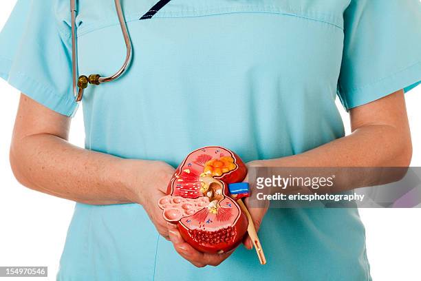 kranke kidney - anatomisches modell stock-fotos und bilder