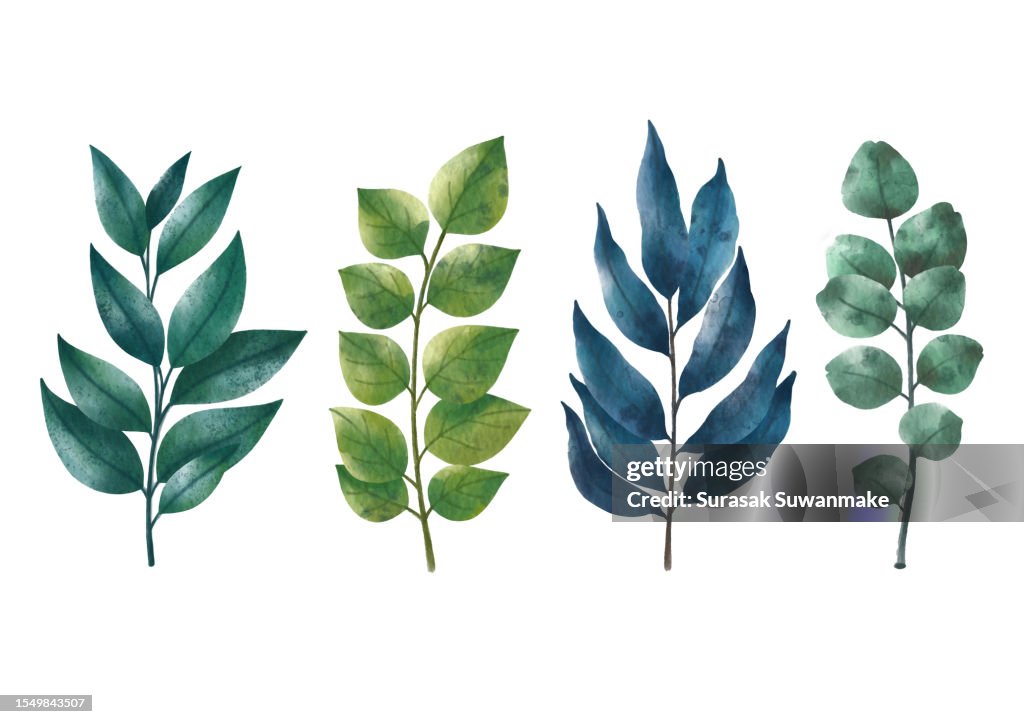 Tropical leaf collection water paint on paper surface on white background