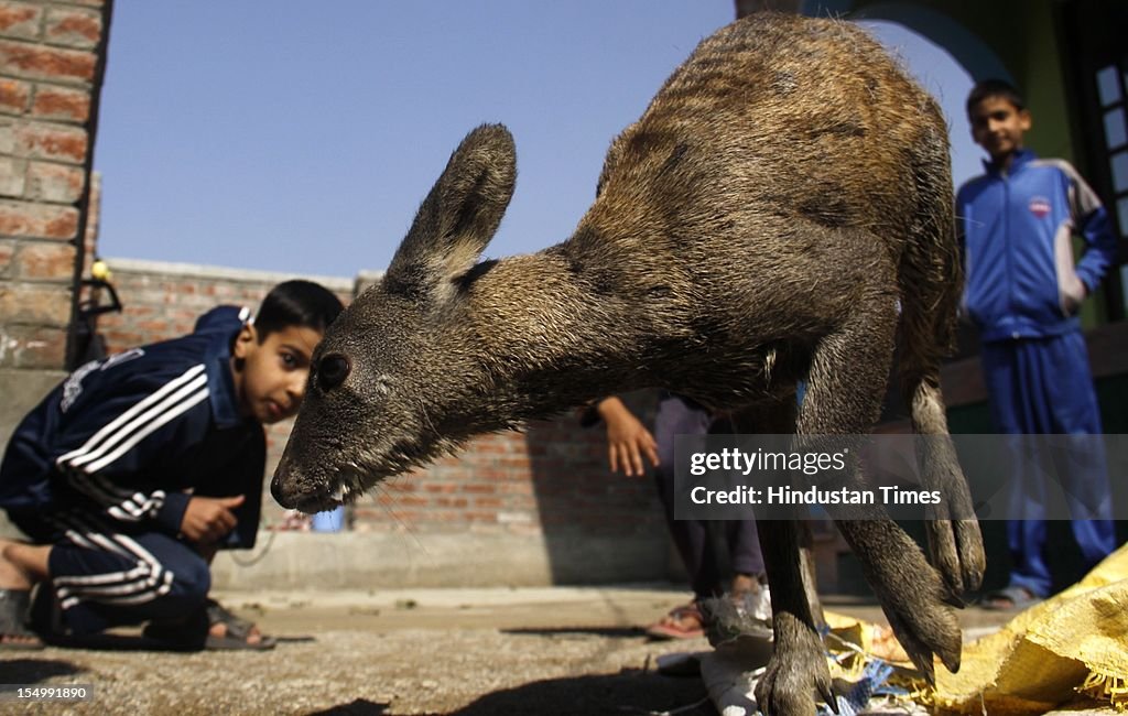 Musk Dear Calf Rescued By Residents Of Srinagar