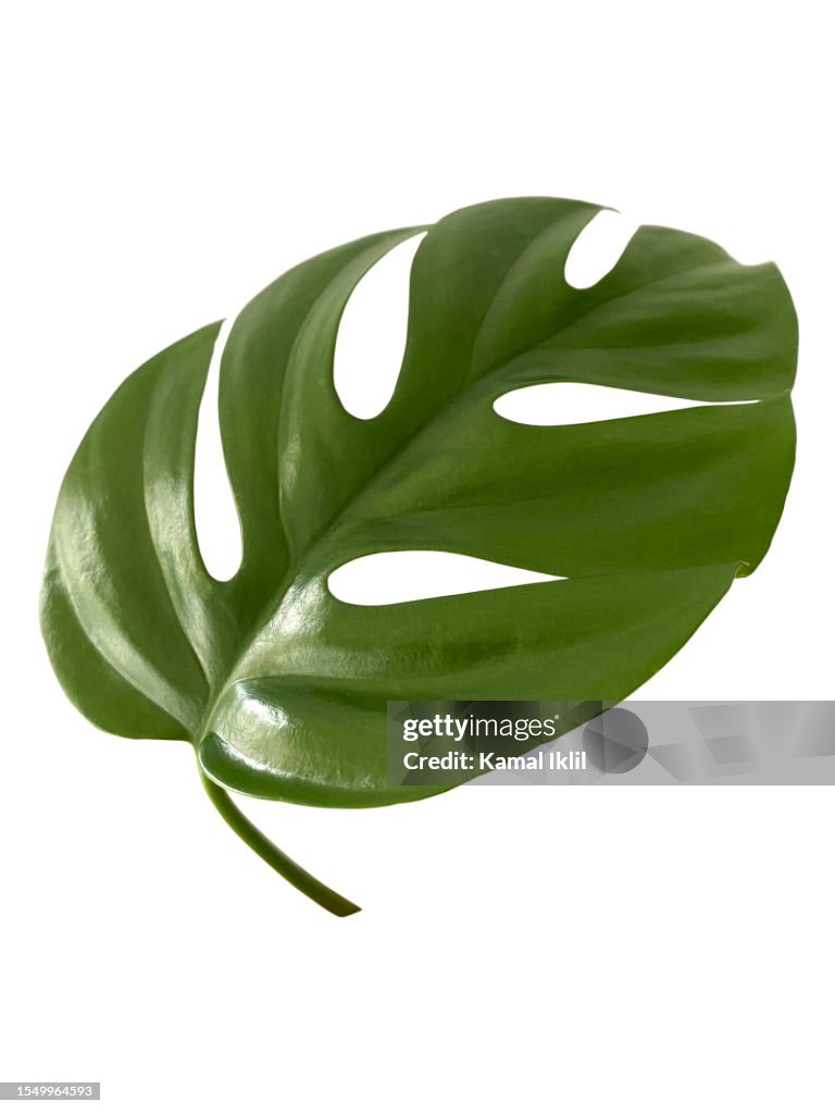 Single leaf of Monstera
