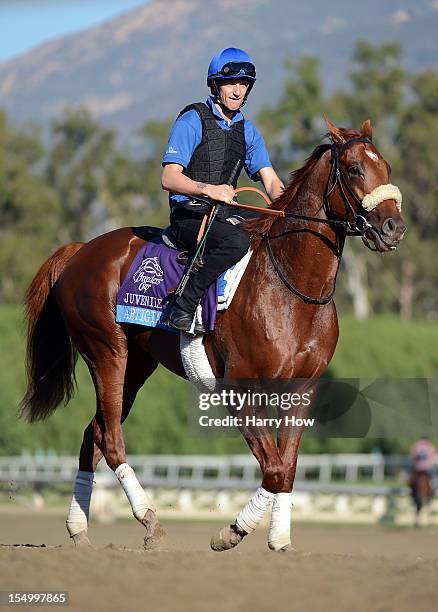 Rider takes Artigiano to the track to train in preparation for the 2012 Breeder's Cup at Santa Anita Park on October 30, 2012 in Arcadia, California.