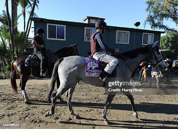 Sky Lantern is taken back to the stables after a training session in preparation for the 2012 Breeder's Cup at Santa Anita Park on October 30, 2012...