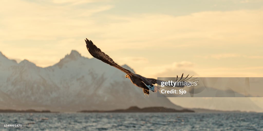 White-tailed eagle or sea eagle flying in the sky over Northern Norway