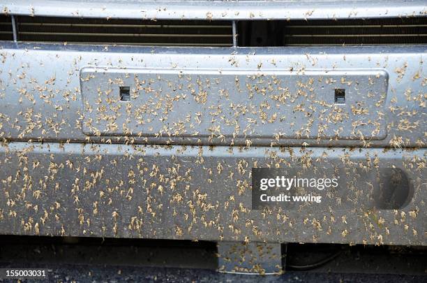 summer driving bugs - squash bug stock pictures, royalty-free photos & images